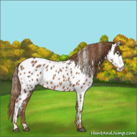 Horse Color:Chestnut Near Leopard 