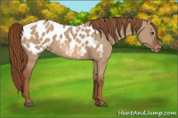 Horse Color:Red Dun Appaloosa 