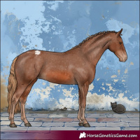 Horse Color:Chestnut Appaloosa 