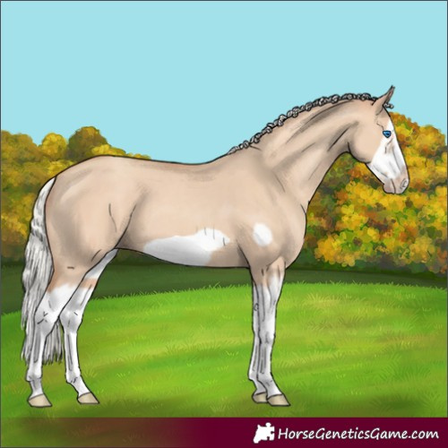 Horse Color:Silver Classic Champagne Dun Splash Frame 