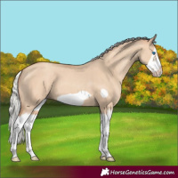 Horse Color:Silver Classic Champagne Dun Splash Frame 