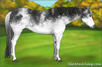 Horse Color:Gray White Spotted Black and Gray White Spotted Black