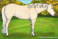 Horse Color:Palomino Dun Splash 