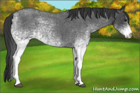 Horse Color:White Spotted Blue Roan 