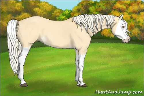 Horse Color:Palomino Dun Splash