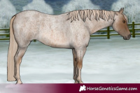 Horse Color:Chocolate Palomino Roan 