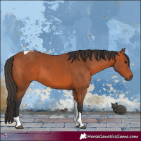 Horse Color:Bay Tobiano 