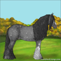 Horse Color:Black Appaloosa