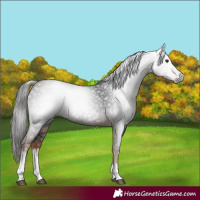 Horse Color:Gray White Spotted Liver Chestnut 