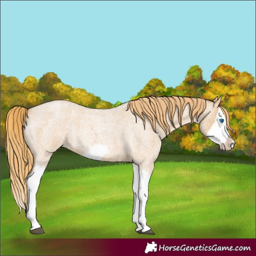 Horse Color:Red Dun Roan Splash Frame Rabicano