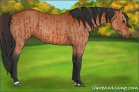 Horse Color:Bay Sabino Rabicano and Bay Sabino Rabicano