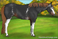 Horse Color:Gray White Spotted Liver Chestnut