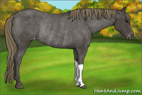 Horse Color:Smoky Black Appaloosa Rabicano 