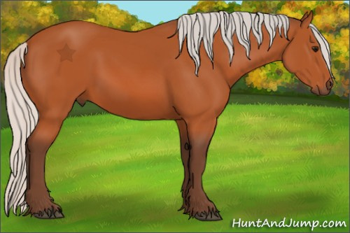 Horse Color:Silver Bay 