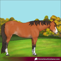 Horse Color:Bay Rabicano 