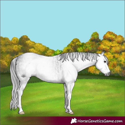 Horse Color:Gray White Spotted Black and Gray White Spotted Black
