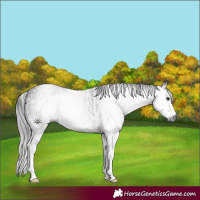 Horse Color:Gray White Spotted Black  and Gray White Spotted Black 