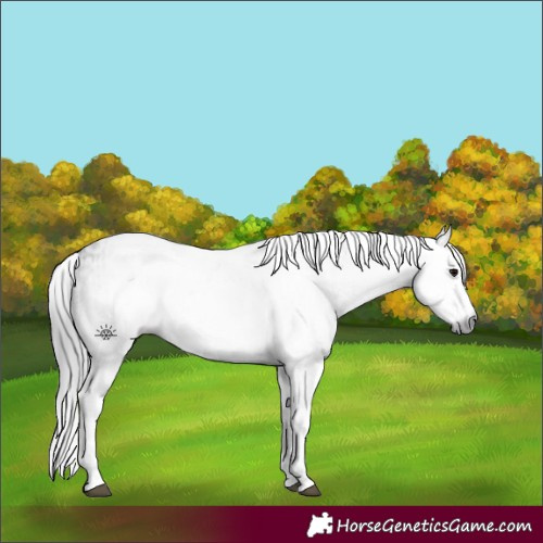 Horse Color:Gray White Spotted Black and Gray White Spotted Black Splash