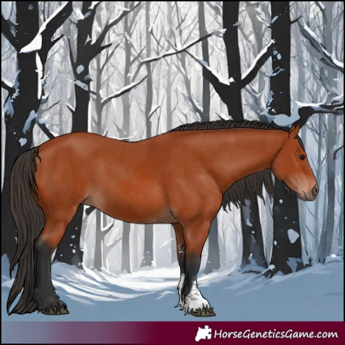 Horse Color:Bay Sabino Rabicano and Bay Sabino Rabicano