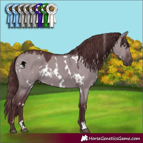 Horse Color:White Spotted Chocolate Grullo Chinchilla 