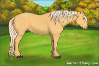 Horse Color:Palomino 