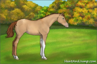 Horse Color:Gray Gold Champagne Dun Tobiano 