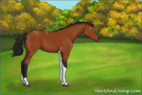 Horse Color:Gray Bay Tobiano 