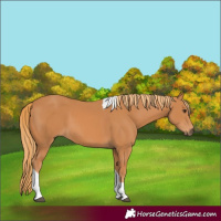 Horse Color:Chestnut Tobiano 