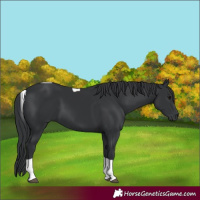 Horse Color:Black Tobiano 