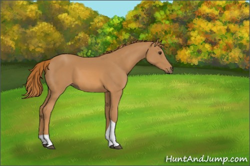 Horse Color:Chestnut Tobiano 
