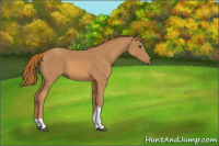 Horse Color:Chestnut Tobiano 