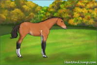 Horse Color:Bay Tobiano 