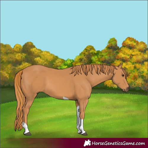 Horse Color:Chestnut Tobiano 