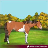 Horse Color:Bay Tobiano 