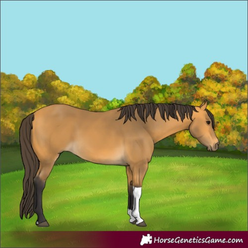 Horse Color:Buckskin Tobiano 