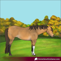 Horse Color:Buckskin Tobiano