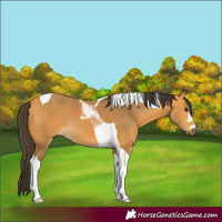 Horse Color:Buckskin Tobiano