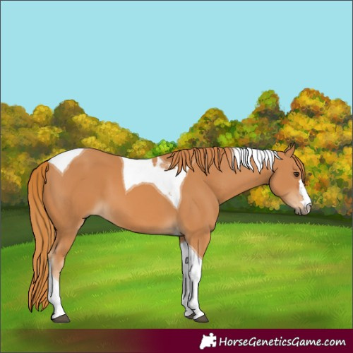 Horse Color:Chestnut Tobiano 