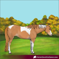Horse Color:Chestnut Tobiano 
