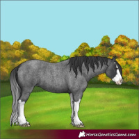 Horse Color:Blue Roan Splash 