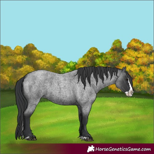 Horse Color:Blue Roan Splash 