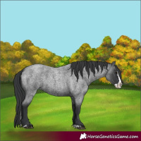 Horse Color:Blue Roan Splash 