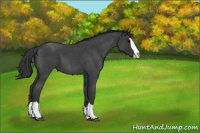 Horse Color:Blue Roan Splash 