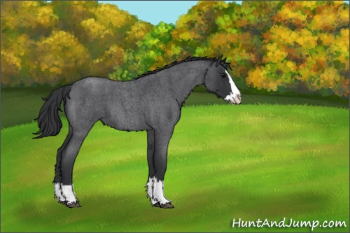 Horse Color:Blue Roan Splash