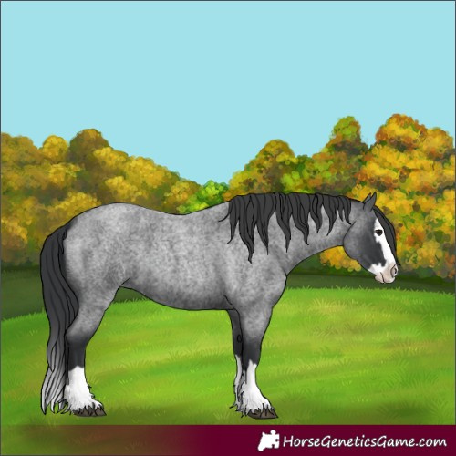Horse Color:Blue Roan Splash 