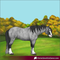 Horse Color:Blue Roan Splash 