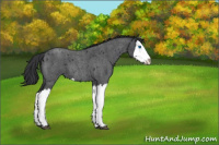 Horse Color:Blue Roan Splash