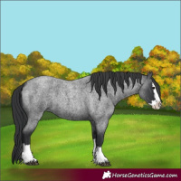 Horse Color:Blue Roan Splash