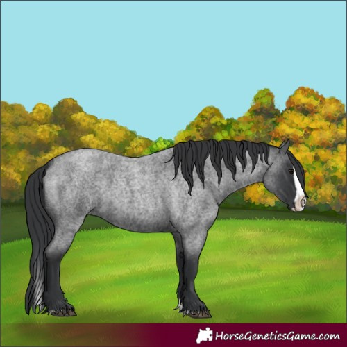 Horse Color:Blue Roan Splash 