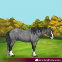 Horse Color:Blue Roan Splash 